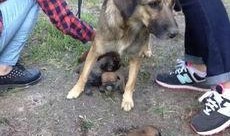 最新台湾狗崽爆料,揭秘政坛幕后黑幕