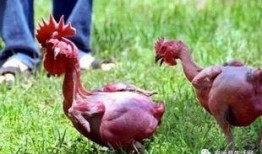 叫了只鸡最新爆料视频,揭秘视频背后的惊人真相！