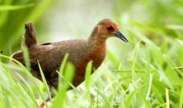 田鸡最新爆料,娱乐圈幕后真相大曝光！