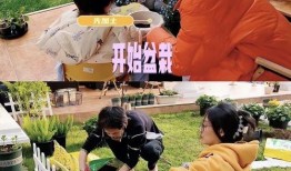 苗苗最新爆料房子租的,揭秘租房背后的故事