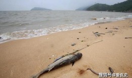 连云港海边爆料视频最新,神秘现象引发热议，揭秘海洋奇观之谜！